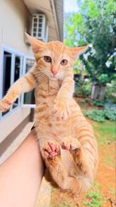 BSH Mix Persian