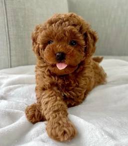 BVV6600 Toy Poodle puppy