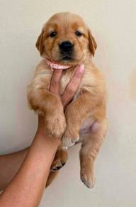 Golden puppies4
