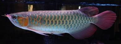 Super Red Arowana - 15" - private seller