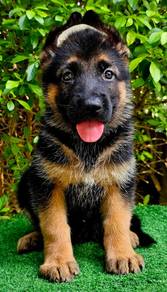 GERMAN SHEPHERD PUPPIES F133 🐻 Good structure