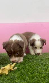 Border collie chocolate tri mka and microchip