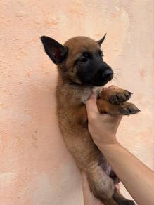 Pure Belgian Malinois