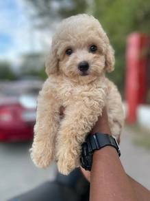 maltipoo 2