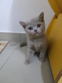 Lilac BLH Kitten mix BSH Cinnamon