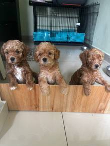 Toy Poodle