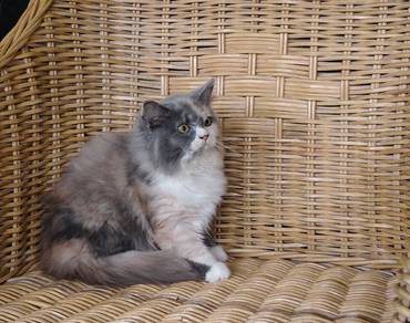 kitten female 