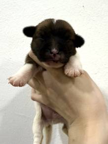 Jack Russell puppies