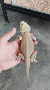 Bearded Dragon 