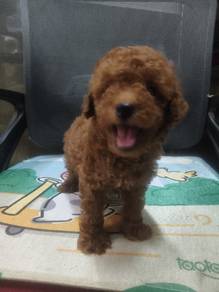 toy poodle 
