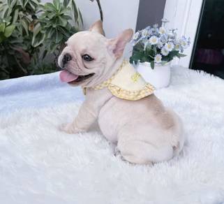 FRENCH BULLDOG PUPPIES VIP247🌻Cute & Healthy Boy