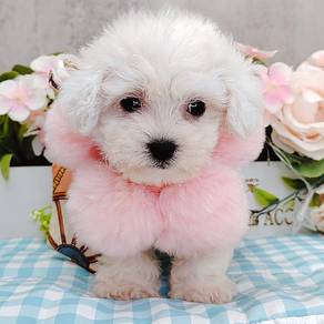 Maltese