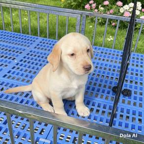 Labrador Retriever puppy