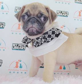 Pug