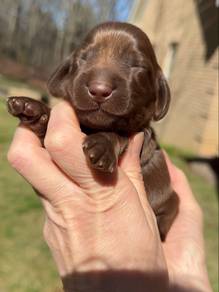 chocolate Labrador