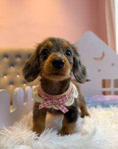 Long-Haired Mini Dachshund  🐾✨