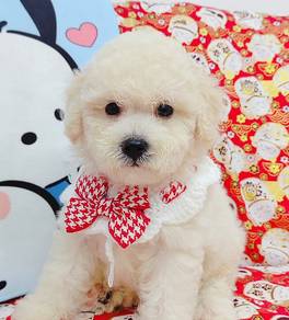 Toy Poodle