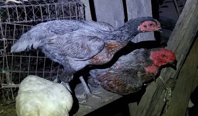ayam ganoi sepasang 