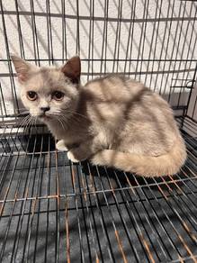lilac BSH KITTEN