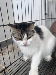 female persian