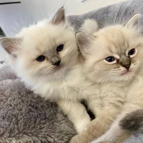 Ragdoll Persian Kitten