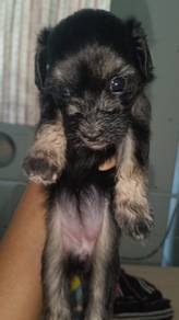 Shihpoo puppies 
