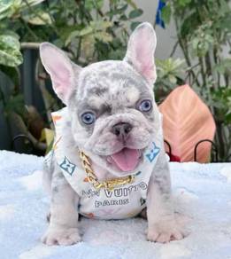 FRENCH BULLDOG PUPPIES FB274🌻Cute Puppy Available