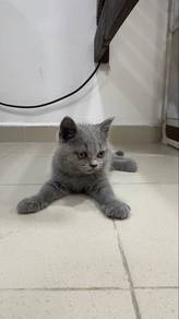 BSH british short hair kitten