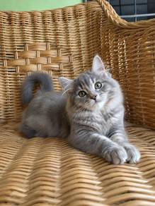 Siberian kitten