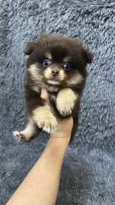 Pure Breed Choco Tan Mini Pomeranian (M) 纯种巧金博美 男生