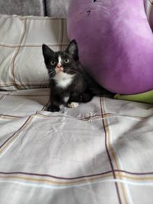 male munchkin kitten super short legs munchkin 