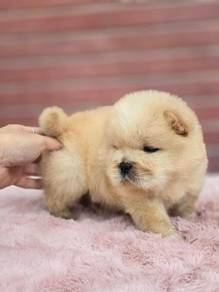 Chow Chow