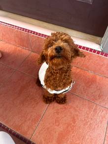 Mini poodle number 3
