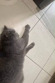 BSH (price for two)