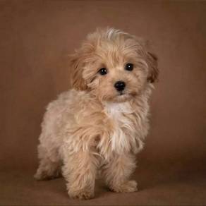Fluffy Poodle Little Cute Bear Face Puppy Puppy Do
