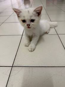 bsh