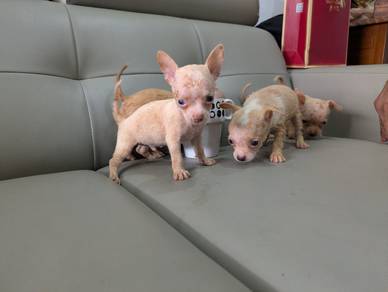 Chihuahua puppy 