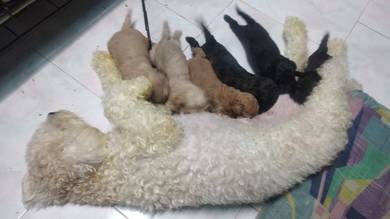 tiny poodle for sale 