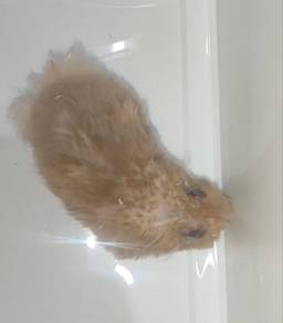 Male Rex Syrian Hamster Yellow Black Bigbone Line