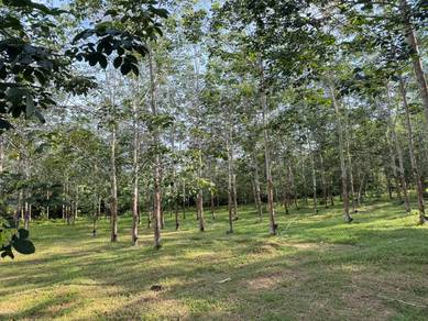 Agricultural Land in Pokok Sena, KDH