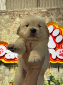 Golden retriever big bone