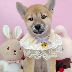 Shiba