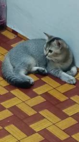 Kitten Bsh