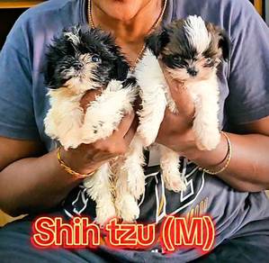 Tiny Shih tzu