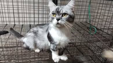 BSH Munchkin (Silver Shaded Bicolor)