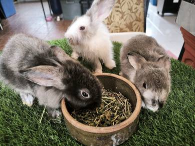 arnab rabbit kelinchi YES