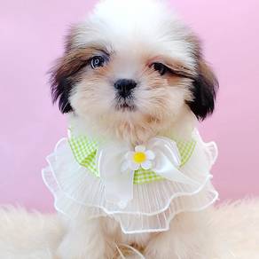 Shih Tzu
