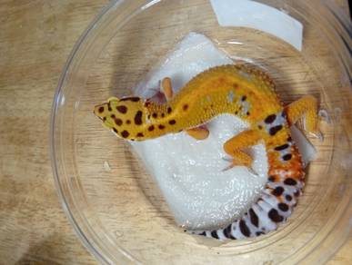 Leopard Gecko