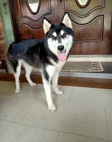 Siberian husky adoption 