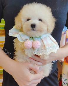 Poodle